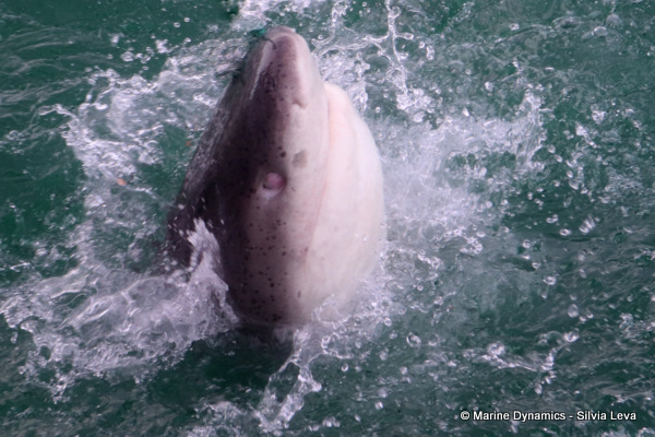 broadnose sevengill Shark, South Africa